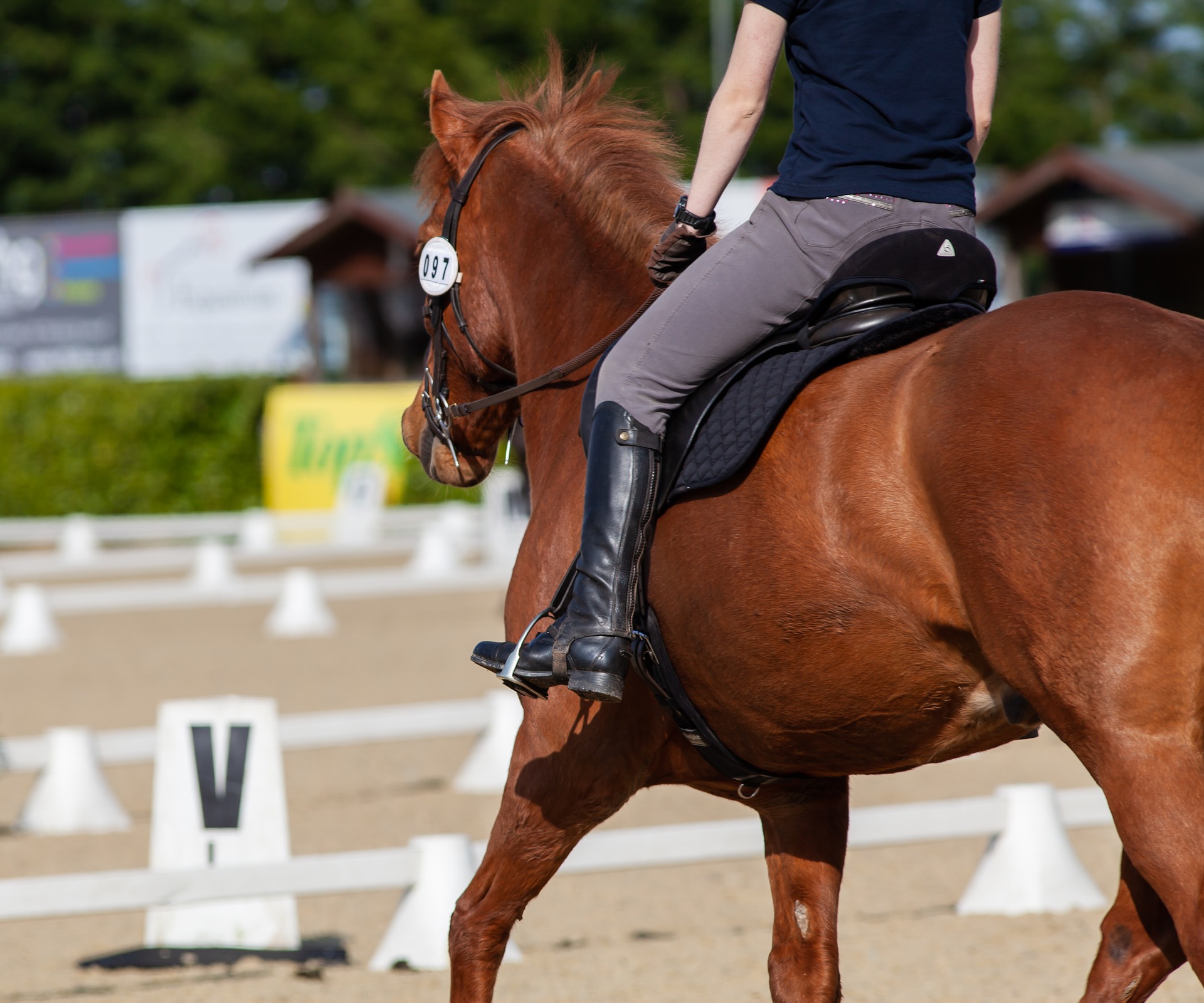 Ist Reiten Teuer So Viel Kostet Es Wirklich Daskleinepferd De