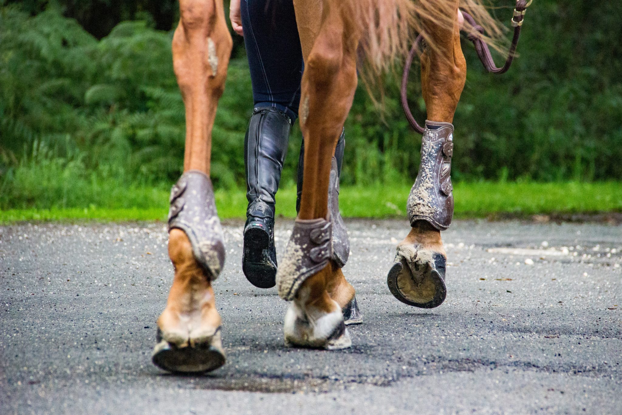 mauke-beim-pferd-ursachen-vorbeugung-und-erfolgreiche-behandlung