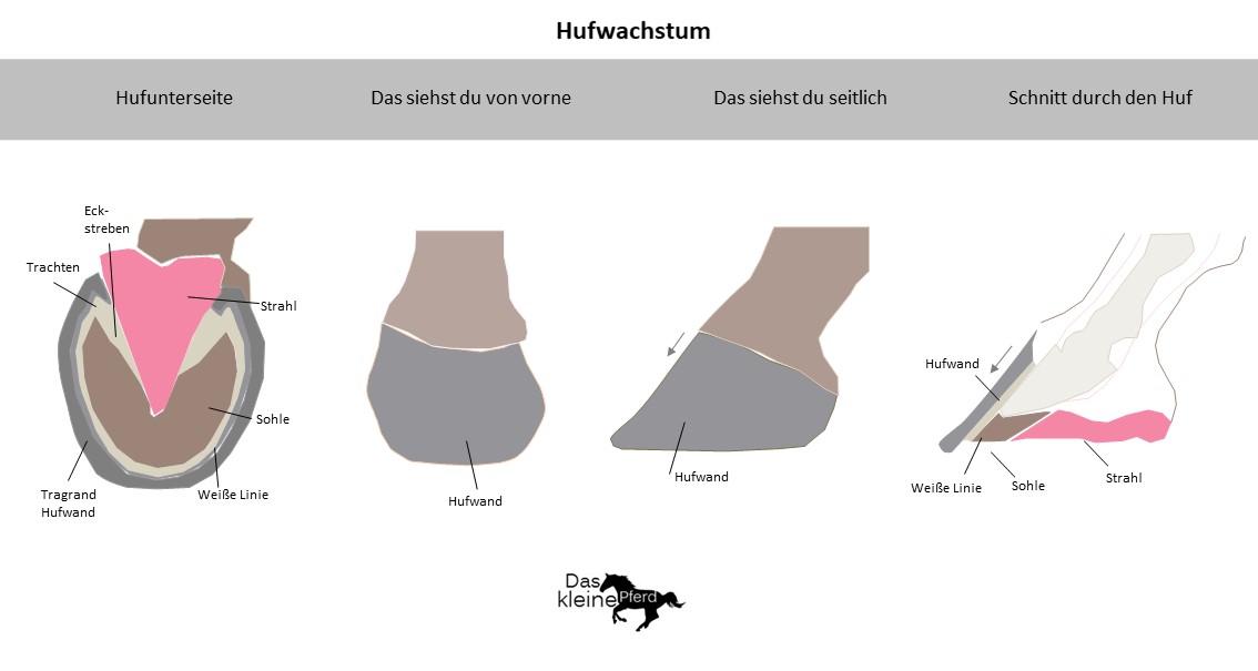 Was Tun Gegen Trockene, Brüchige Hufe? | Daskleinepferd.de