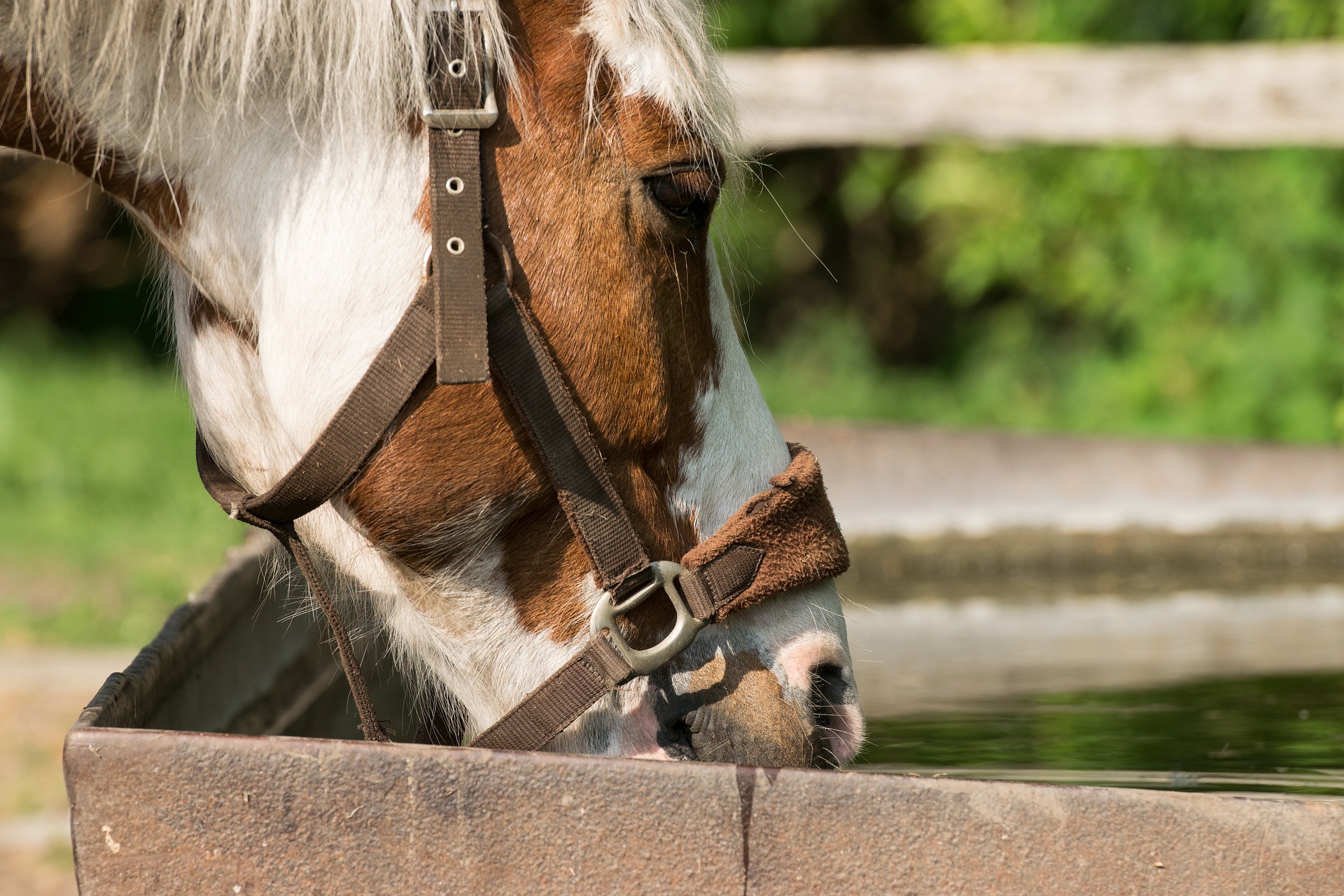 Wie Bringe Ich Mein Pferd Dazu Mehr Zu Trinken? | Daskleinepferd.de